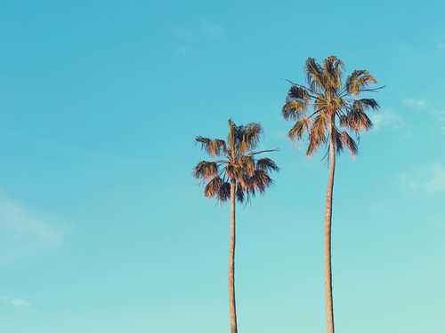 Palm Tree